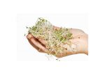 Broccoli Sprout Kit (Deluxe) Broccoli Sprout Kit (Deluxe)