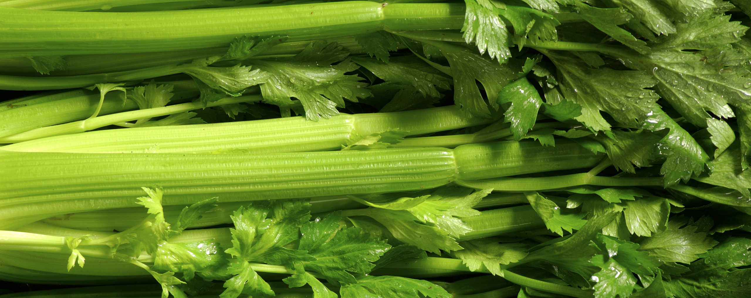 Fresh Green Celery