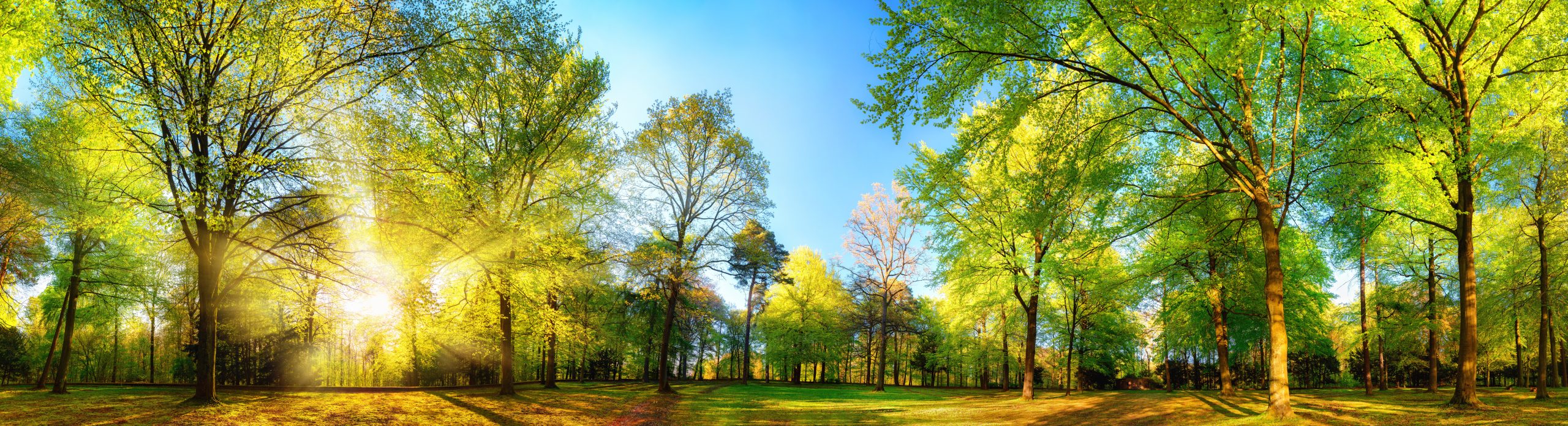 An Image Of Natural Woodland With Low Sunlight Through The Trees