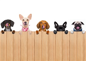 DIY Dehydrator Dog Treats