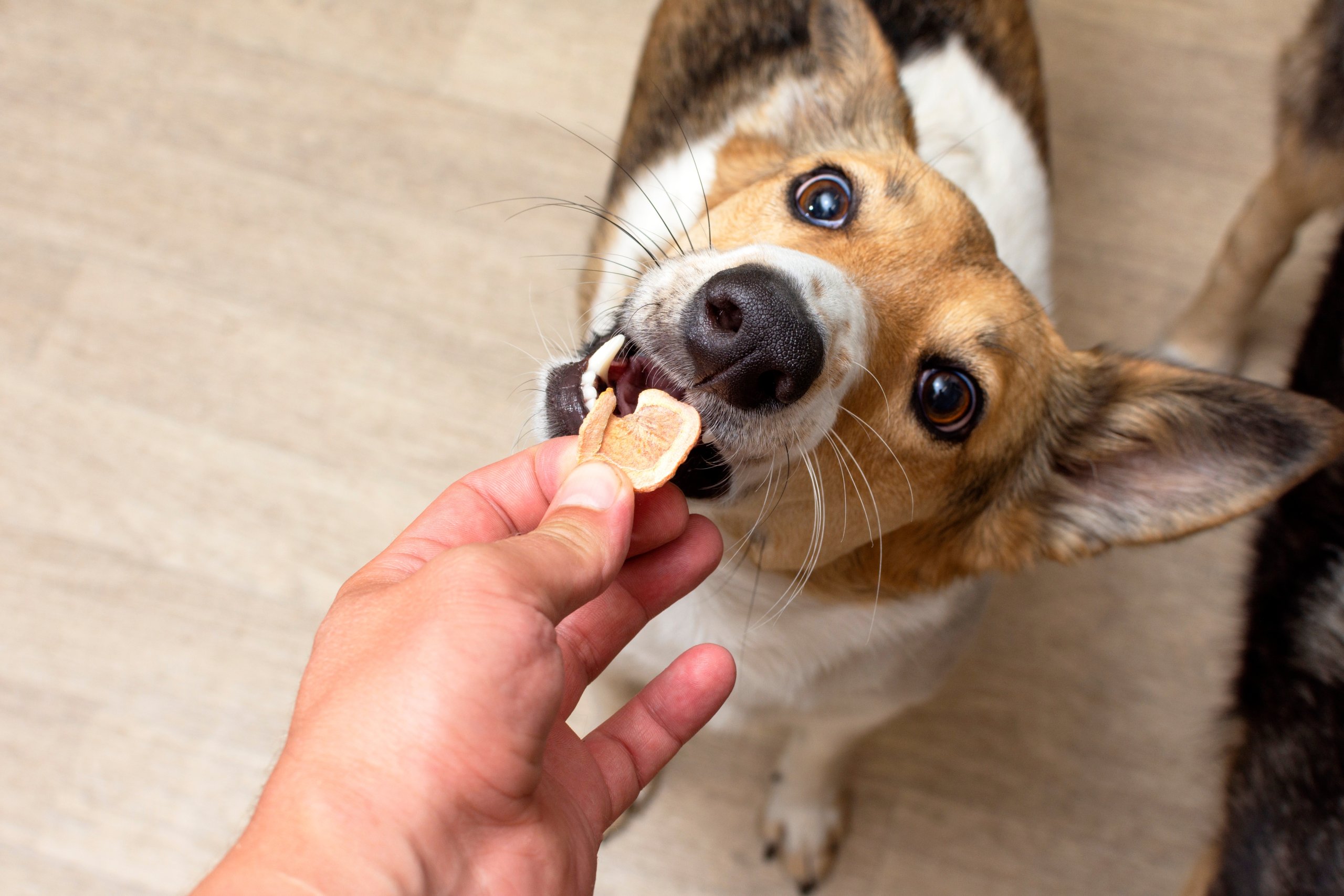 Dog Being Given A Trea