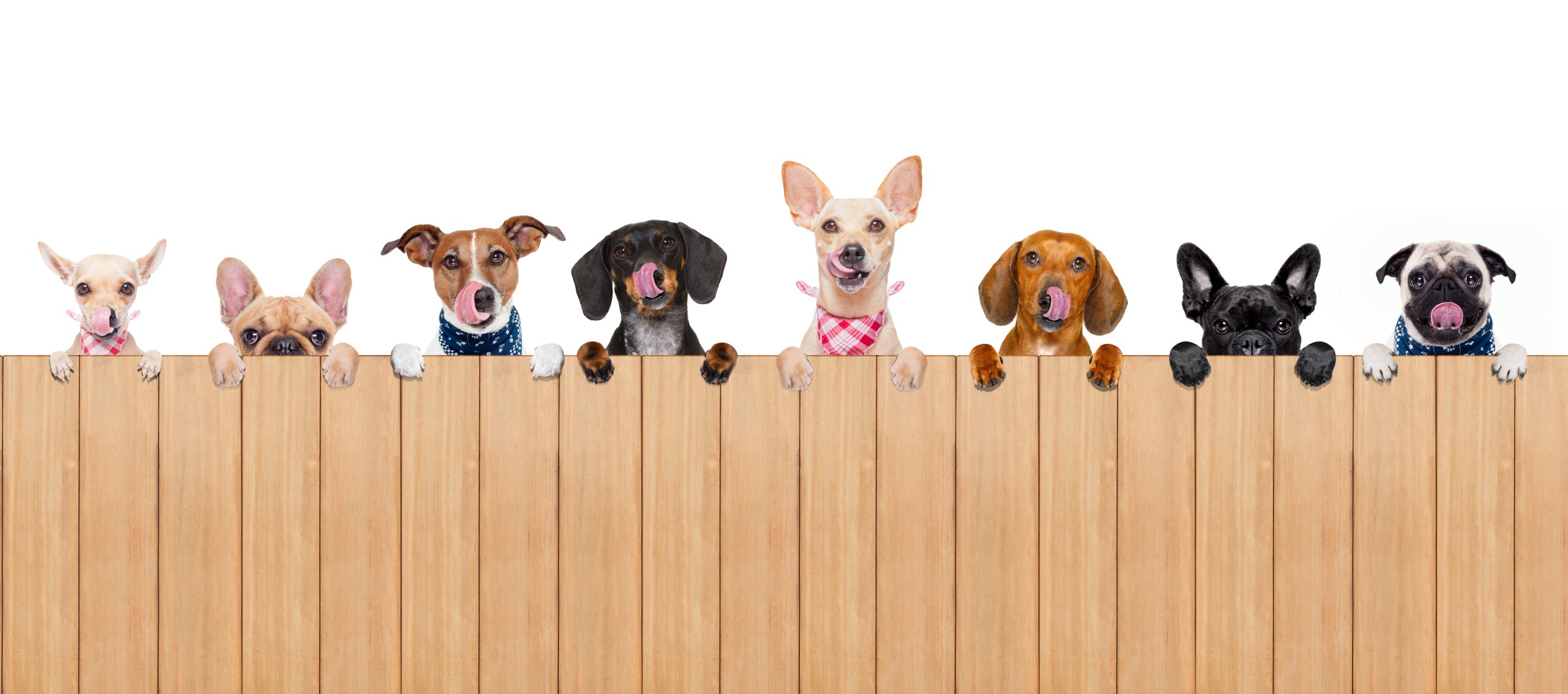 Dogs Looking Over A Fence