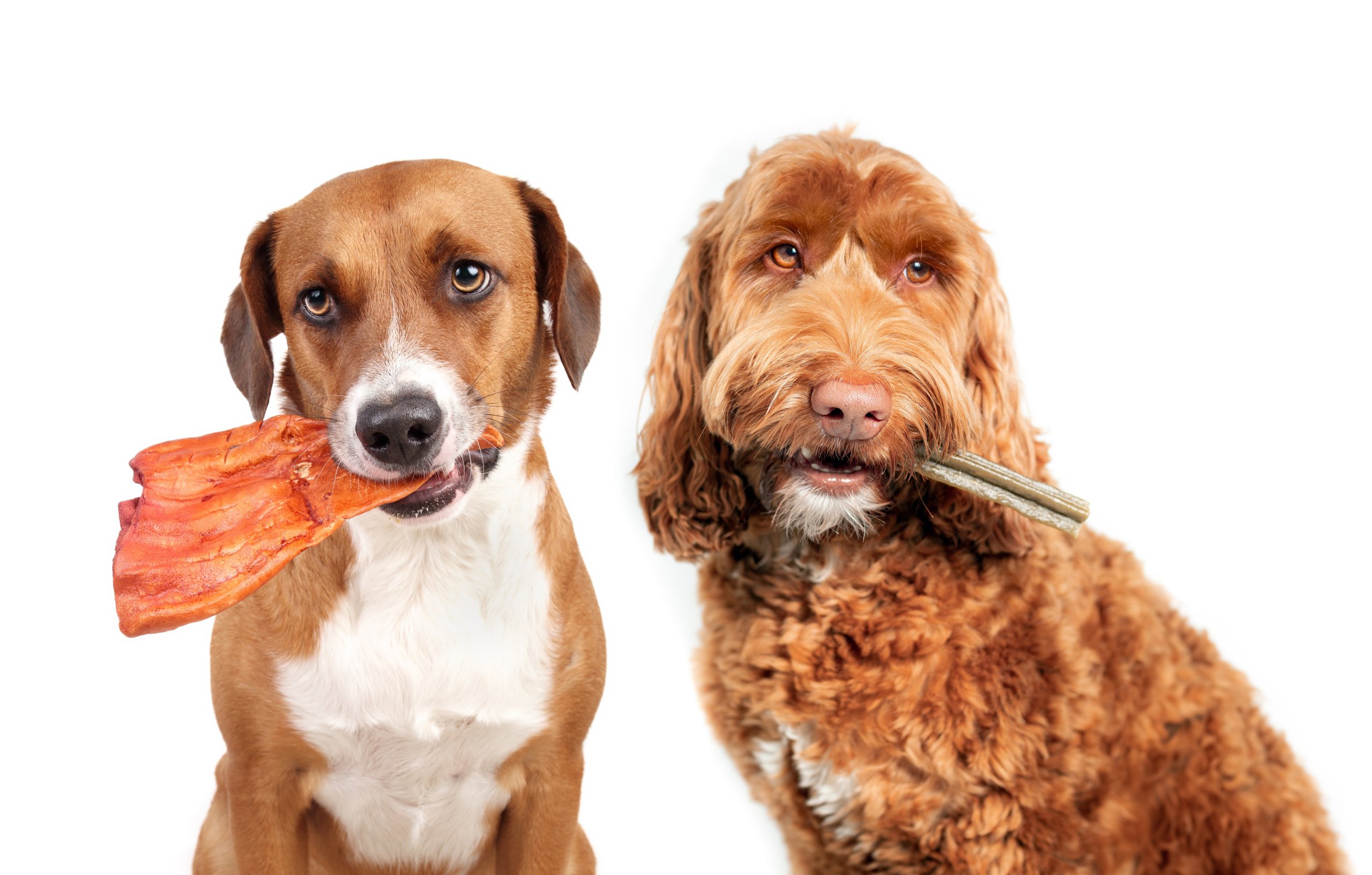 Dogs With Snacks