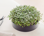 MicroPod Microgreens Sprouter with Sprouts