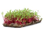 Beetroot Microgreens Beetroot Microgreens