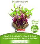 GEO Organic Beetroot Bulls Blood Seeds