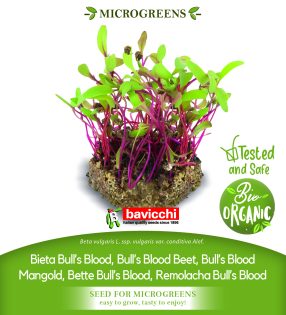 GEO Organic Beetroot Bulls Blood Seeds