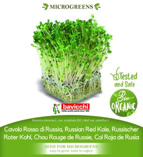 GEO Organic Red Russian Kale Seeds