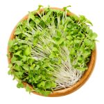 Green Mizuna Microgreens