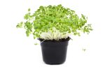 Pak Choi Microgreens Pak Choi Microgreens