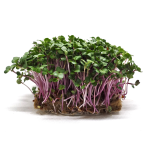 Red Komatsuna Microgreens Red Komatsuna Microgreens
