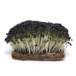 Red Mizuna Microgreens Red Mizuna Microgreens