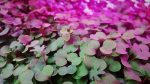 Red Russian Kale Microgreens