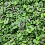 Tatsoi Microgreens