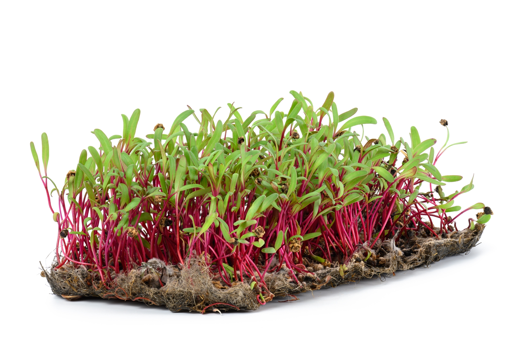 Beetroot microgreens with root mat