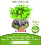 GEO Organic Purple Kohlrabi Seeds GEO Organic Purple Kohlrabi Seeds