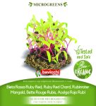 GEO Organic Ruby Red Chard Seeds GEO Organic Ruby Red Chard Seeds