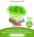 GEO Organic White Pack Choi Seeds GEO Organic White Pack Choi Seeds