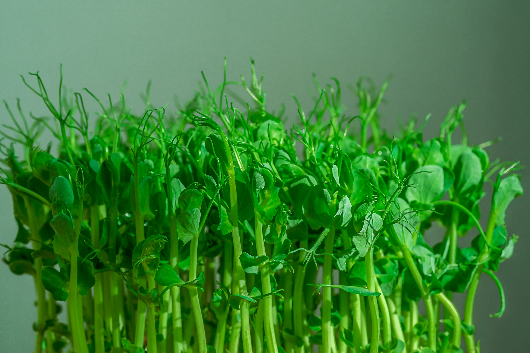 Pea Shoots