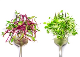 Homegrown Microgreens Made Easy