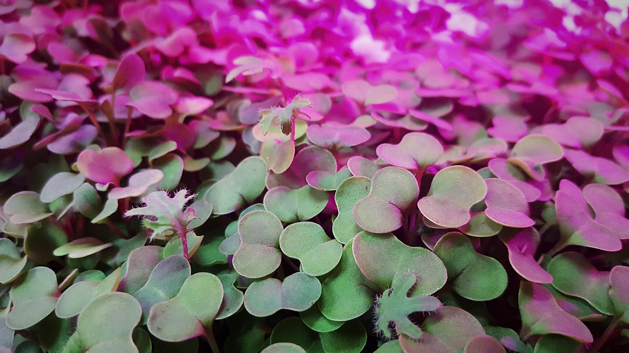 Close up of Red Russian Kale microgreens
