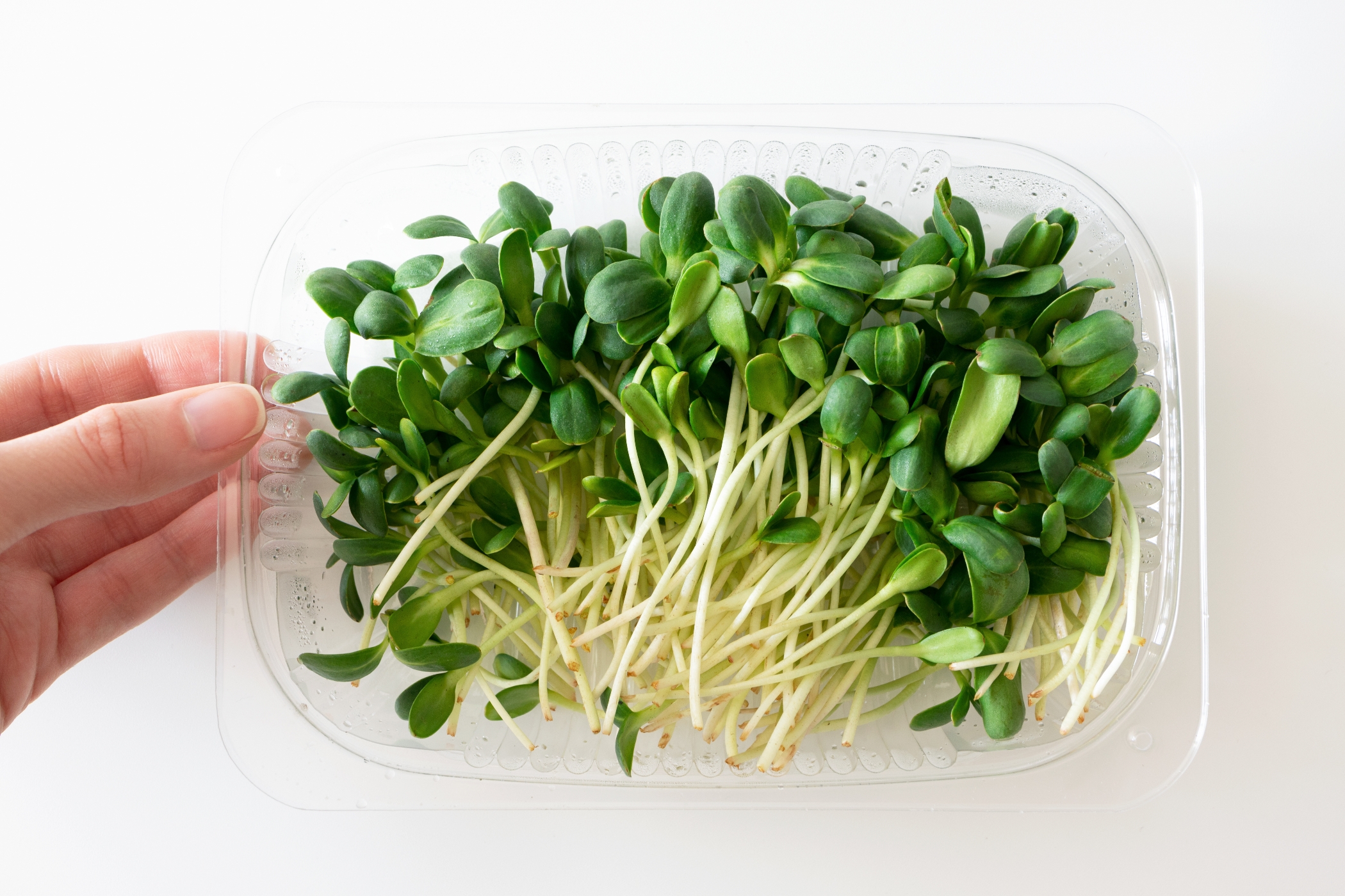 Sunflower microgreens on a white background