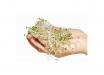 Broccoli Sprout Kit